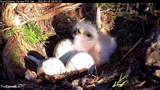 Cornell Hawks Welcome First Fluffy Nestling \