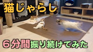 釣竿じゃらしVSネコ１２匹【保護猫カフェ】