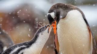 The Magellanic Penguin: Uruguay's Charming Coastal Residents #animal2024 #wildlife