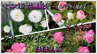 【ミニバラ品種紹介】～薔薇を始めるならミニバラから～🌹✨