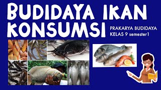 BUDIDAYA IKAN KONSUMSI - PRAKARYA BUDIDAYA KELAS 9 SEMESTER 1