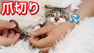 子猫の爪切りを振り返ってみると可愛すぎて悶絶…