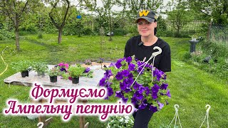 Формування ампельної петунії