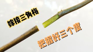 嫁接三角梅总是失败？只要把握好三个“度”，成活率大大提高