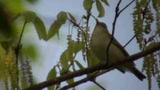 センダイムシクイさんのさえずり A song of a Eastern crowned willow warbler