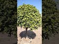 plants beauty shorts beautiful viralvideo fruit plants