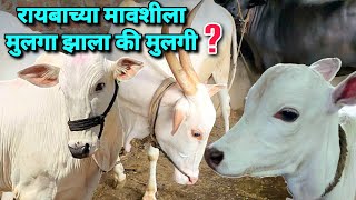 रायबाच्या मावशीला मुलगा झाला की मुलगी ? रायबाची मावशी सुखरूप आई झाली | Bailgada Sharyat |