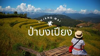 ป่าบงเปียง เชียงใหม่ นาขั้นบันไดวิวสวยจึ้ง ที่พักราคาหลักร้อย  | ไปกะเก๋ [EP.35]