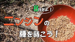 【自然農】ニンジンの種まき(すじまき)　[Natural farming] Sowing carrots