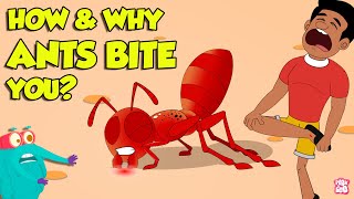 How Do Ants Bite? | Why Do Ants Bite Humans? | Fire Ant Sting | The Dr. Binocs S