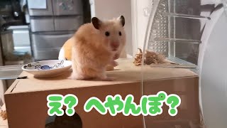 眠くてなかなか部屋んぽに行かないごんちゃん Gon is sleepy and late going out to play. ☆ English subtitles 可愛いハムスター hamster