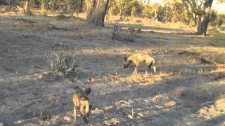 2009 Savute Wild Dog no music