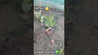 lemon 🍋 plant in home 🏡 Green World 🌍☘️