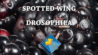 Spotted Wing Drosophila