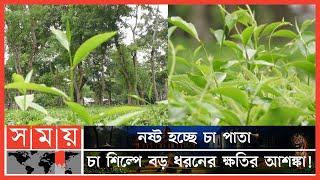 চা শ্রমিকদের ধর্মঘট: কেবল মৌলভীবাজারেই ক্ষতি ৩১ কোটি টাকা! | Tea Workers Strike | Moulvibazar