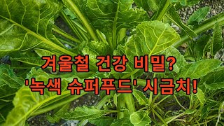 겨울철 건강의 비밀! 시금치의 놀라운 효능과 요리법