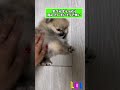 犬さんの動画見て笑ったら寝ろwwww 動物 笑える ポメラニアン