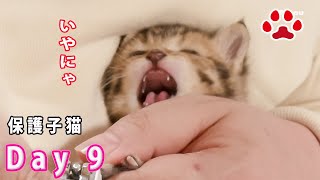 9日目 爪切りを嫌がり暴れる子猫【瀬戸のここ日記】