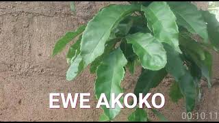 ÌWÚLÒ EWE AKOKO PART ONE, +2348032983298,+2348133155111, +22954641928, +22954651929