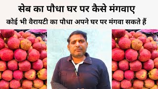 How to buy apple sapling online | seb ka paudha kharde | सेब का पौधा कहा से खरीदे ऑनलाइन घर पर लाएं