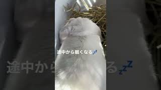 牧草の食べ放題🐰#shorts #うさぎ