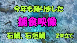 水中映像、今年も石鯛、石垣鯛の捕食の映像録りました、バイ貝編。