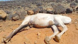 This Is Why Touching a Dead Camel Is So Dangerous