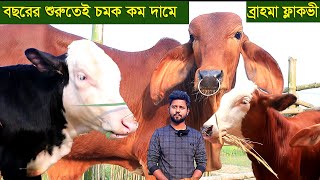 বছরের শুরুতেই চমক ইন্ডিয়া থেকে আসা ব্রাহমা ফ্লাকভী বকনা ষাড় কম দামে দিচ্ছেন রিফাত ভাই dairy farm