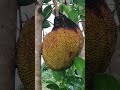 Decaying Jack fruit #fruit #shortvideo