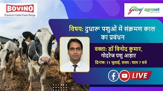 दुधारू  पशुओं में संक्रमण काल  का  प्रबंधन | गोदरेज पशु आहार | Godrej Agrovet Animal Feed