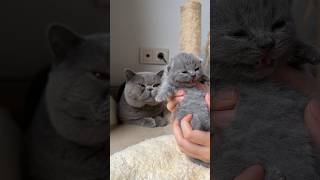 British shorthair cat father and son 🤗 COPYCAT #britishshorthair #catlover #cat #kitten #littlecat