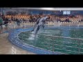 amazing dolphin village dolphin show dammam dolphin village @chellamateacher