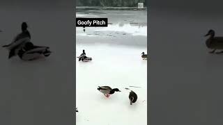 Gliding ducks #funny #trending #shorts #viral #no1trending #goofypitch #goofy #duck