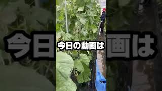 (家庭菜園)メロンのアブラ虫退治