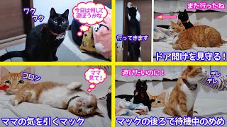 ＜2匹の猫通信＞「ほっこりライブ」甘えん坊マックに押され気味のめめちゃん！デレデレなマックに呆れ顔かな？2020 11 20 Cat Live Stream in Japan -Cat Life TV