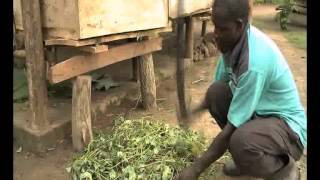 ALREP: Commercializing agriculture in Lango sub-region