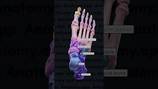 foot bones//anatomical structure of foot//anatomy of foot #foot