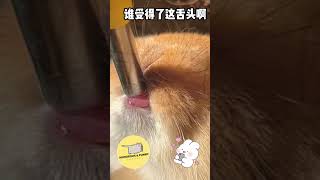 [可爱] 这欲罢不能的舌头  #shorts #funny #memes #cute #rabbit #兔子  #可爱