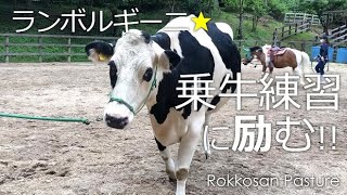 乗牛体験に向けて練習に励むランボちゃん【六甲山牧場】自分のコトを馬だと思ってる牛のランボルギーニ