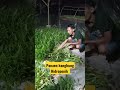 panen kangkung hidroponik #feedshorts #videotutorial