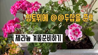 제라늄겨울준비하기/페리고늄시골가면일케됩니다/삽목이통소개합니다/특별한선물