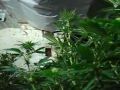 Cannabis Raid