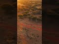 Drone View of Giraffes Running in Namibian Desert 🇳🇦 #shorts