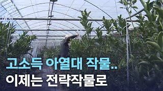 고소득 아열대 작물.. 이제는 전략작물로 | 전주MBC 220711 방송