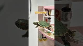 小烏龜欺負甜甜圈 #tortoise #funny #turtle #followme #cute #like #share #shorts