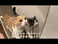 お兄ちゃんに甘えたい妹猫達が取り合いに 　683話