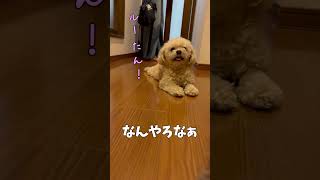 素朴な幸せが好きな犬【関西弁でしゃべる犬】#699 Dogs who love happiness 【Dog talking 】 #shorts#dogs#funnypets#犬#犬のいる生活#dog