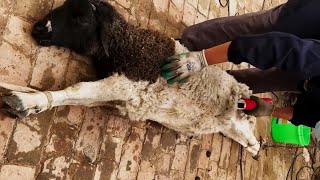 Sheep Shearing🐏Worker's process of trimming the sheep's wool,cleanning the sheep Ep57