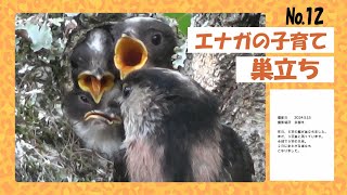 №12 エナガの子育て 巣立ち (最終章) 2024.6.15