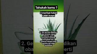 tahukah kamu manfaat lidah buaya ?